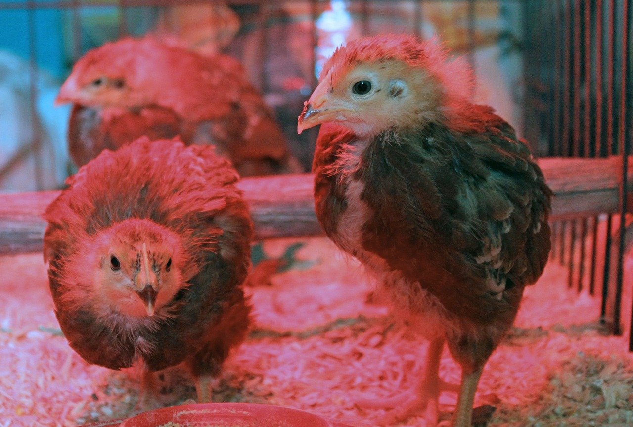 Rhode Island Red Day old chicks